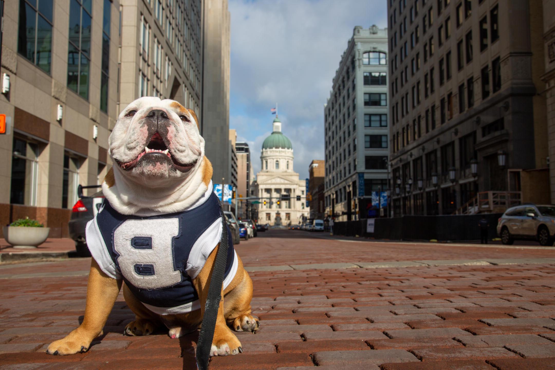 bulldog on city street